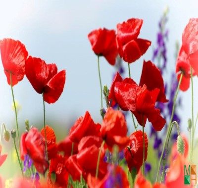 Tranh dán tường Hàn Quốc FW - 247